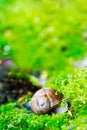 Crawler snail in spring green grass Royalty Free Stock Photo