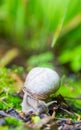 Crawler snail in spring green grass Royalty Free Stock Photo