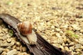 Crawler snail Royalty Free Stock Photo
