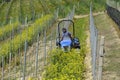 Crawler tractor driver works among the rows of vineyards