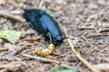 Crawling black slug on the ground in the woods Royalty Free Stock Photo