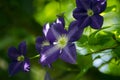 Crawling blue flowers on a tree Royalty Free Stock Photo