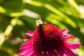 A crawling bumblebee