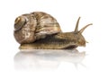 Crawling common snail, Burgundy snail or edible snail Royalty Free Stock Photo