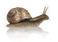 Crawling common snail, Burgundy snail or edible snail Royalty Free Stock Photo