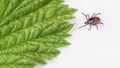 Crawling deer tick and green leaf detail on a white background. Ixodes ricinus or scapularis
