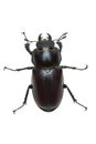 Crawling female stag beetle (Lucanus cervus)