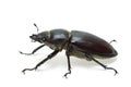 Crawling female stag beetle (Lucanus cervus) Royalty Free Stock Photo