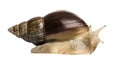 Crawling giant African snail, isolated