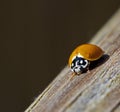 Crawling Ladybug Royalty Free Stock Photo
