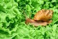 Live snail achatina among green leaves of lettuce