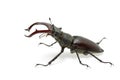 Crawling male stag beetle (Lucanus cervus) Royalty Free Stock Photo