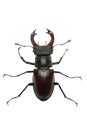 Crawling male stag beetle (Lucanus cervus) Royalty Free Stock Photo