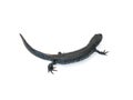 Crawling newt black isolated on a white background. The view from the top. Royalty Free Stock Photo