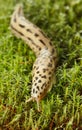 Crawling slug Royalty Free Stock Photo