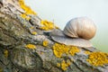 Crawling slug at dusk- blurred background