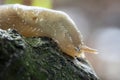 Crawling slug on wet tree stump