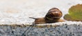 Crawling snail with ant and green leaf on warm stone