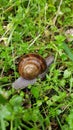 Crawling snail Royalty Free Stock Photo