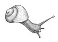 Crawling snail, ink hand drawn vintage illustration