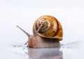 Crawling snail isolated on white