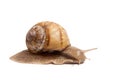 Crawling snail isolated on a white