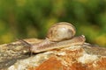 Crawling snail, Pune