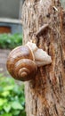 crawling snails