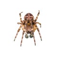 Crawling Spider Arachnid Insect Isolated on White Royalty Free Stock Photo