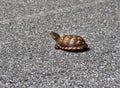 Crawling Tortoise Attempts to Cross Highway Royalty Free Stock Photo