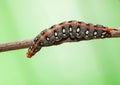 Crawling on tree brunch caterpillar Royalty Free Stock Photo