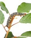 Crawling on tree caterpillar Royalty Free Stock Photo