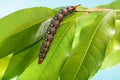 Crawling on tree leaves caterpillar Royalty Free Stock Photo