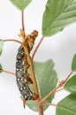 Crawling up caterpillar Royalty Free Stock Photo