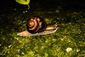 Crawling wet snail.