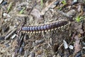 Crawly Yellow Spotted Cyanide Millipede