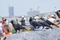 Craws  at fish market Negombo. Royalty Free Stock Photo