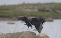 Craws landing on a rock by the river Royalty Free Stock Photo