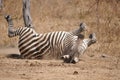Crawshay's zebra dust bathing Royalty Free Stock Photo