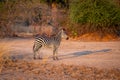 Crawshay zebra stands in profile in clearing Royalty Free Stock Photo