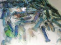 Cray fish blue shade color and texture polka dots swimming in the white bowl. Royalty Free Stock Photo