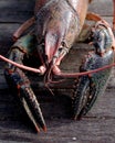 Crayfish Royalty Free Stock Photo