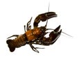 Crayfish Royalty Free Stock Photo