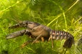 Crayfish Royalty Free Stock Photo