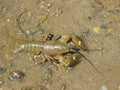 Crayfish Royalty Free Stock Photo