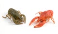 Crayfish Royalty Free Stock Photo