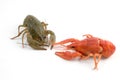 Crayfish Royalty Free Stock Photo