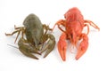 Crayfish Royalty Free Stock Photo