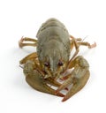 Crayfish Royalty Free Stock Photo