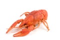 Crayfish Royalty Free Stock Photo